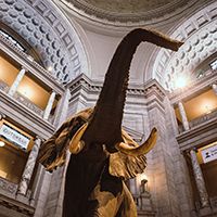 An elephant statue in a museum in Washington, D.C. 
